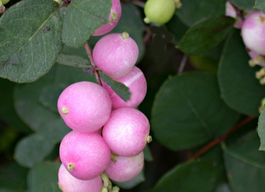 Symphoricarpos_x_doorenbosii_Magic_Berry_-_Rozsaszin_hobogyo Symphoricarpos x doorenbosii 'Magic Berry' - Rózsaszín hóbogyó
