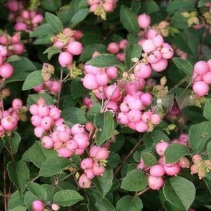 Symphoricarpos x doorenbosii 'Mother of Pearl' -