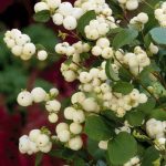 Symphoricarpos x doorenbosii 'White Hedge' - Fehér hóbogyó