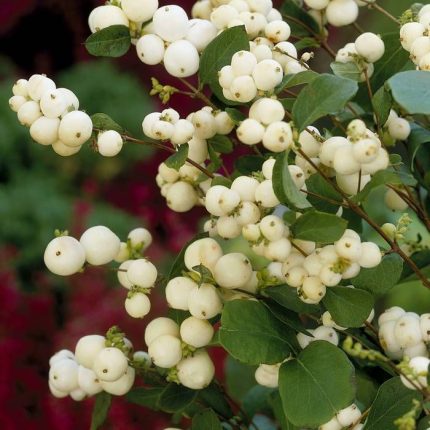 Symphoricarpos x doorenbosii 'White Hedge' - Fehér hóbogyó