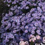 Symphyotrichum (korábban Aster) cordifolium 'Little Carlow' (Őszirózsa)