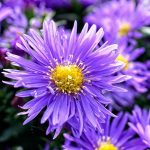 Symphyotrichum (korábban Aster) dumosum 'Bitteliness' (Törpe őszirózsa)