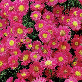 Symphyotrichum (korábban Aster) dumosum 'Jenny' (Törpe őszirózsa)