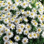 Symphyotrichum (korábban Aster) dumosum 'Kristina' (Törpe őszirózsa)