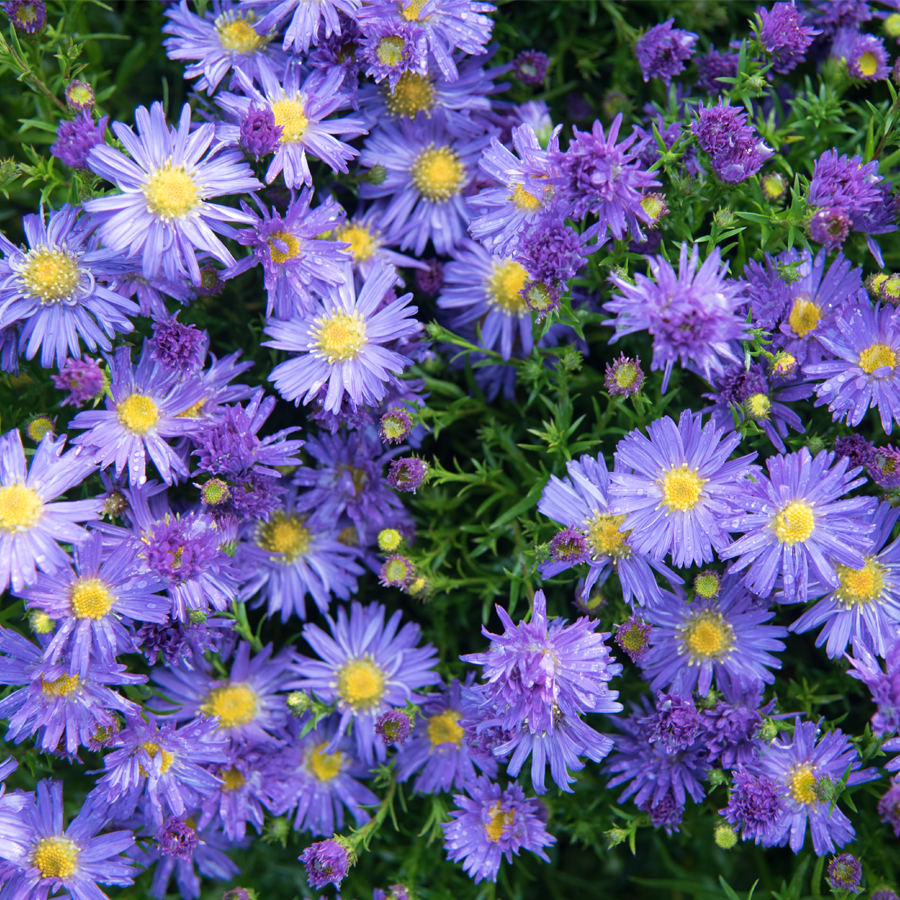 Symphyotrichum (korábban Aster) dumosum 'Lady in Blue' (Törpe őszirózsa)
