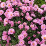 Symphyotrichum (korábban Aster) dumosum 'Rosenwichtel' (Törpe őszirózsa)