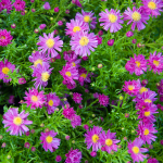 Symphyotrichum (korábban Aster) dumosum 'Starlight' (Törpe őszirózsa)