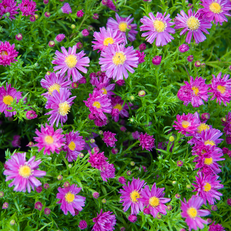 Symphyotrichum (korábban Aster) dumosum 'Starlight' (Törpe őszirózsa)