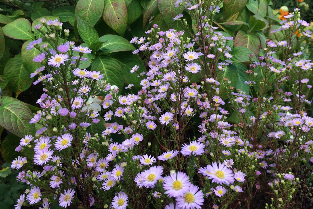 Symphyotrichum_korabban_Aster_ericoides_Esther_oszirozsa_-_15_centis_cserepben Symphyotrichum (korábban Aster) ericoides 'Esther' (Őszirózsa)
