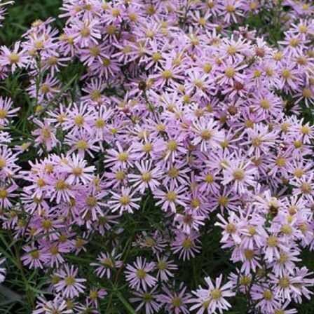 Symphyotrichum (korábban Aster) ericoides 'Pink Cloud' (Tűlevelű őszirózsa)