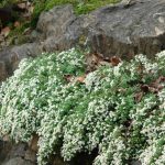 Symphyotrichum (korábban Aster) ericoides 'Snowflurry' (Tűlevelű őszirózsa)