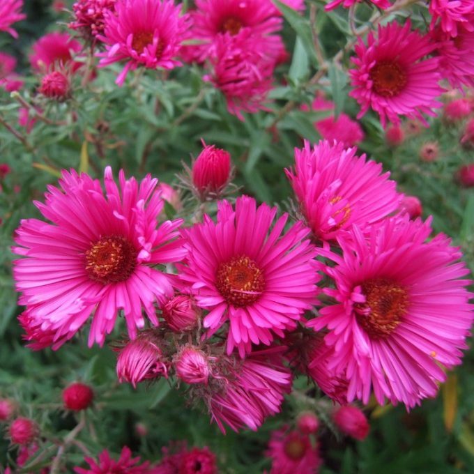 Symphyotrichum_korabban_Aster_novae-angliae_Andenken_Alma_Potschke_Mirigyes_oszirozsa_-_15_centis_cserepben Symphyotrichum (korábban Aster) novae-angliae 'Andenken Alma Pötschke' (Mirigyes őszirózsa)