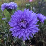 Symphyotrichum (korábban Aster) novi-belgii 'Marie Ballard' (Kopasz őszirózsa)