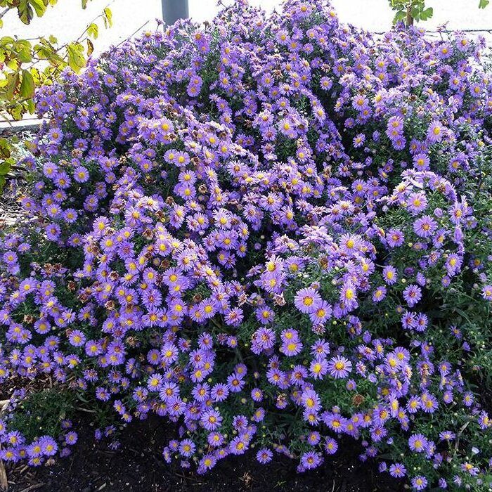 Symphyotrichum_korabban_Aster_novi-belgii_Schone_Von_Dietlikon_Kopasz_oszirozsa_-_15_centis_cserepben Symphyotrichum (korábban Aster) novi-belgii 'Schöne Von Dietlikon' (Kopasz őszirózsa)