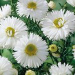Symphyotrichum (korábban Aster) novi-belgii 'White Ladies' (Kopasz őszirózsa)
