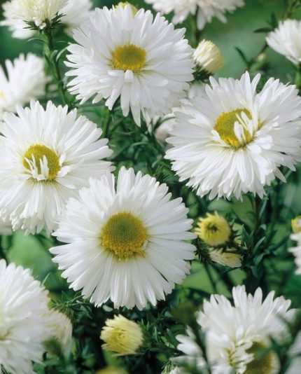 Symphyotrichum (korábban Aster) novi-belgii 'White Ladies' (Kopasz őszirózsa)