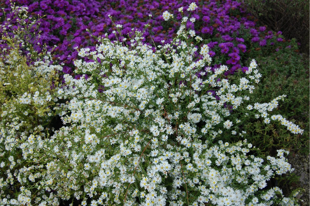 Symphyotrichum_korabban_Aster_pilosum_var_pringlei_Monte_Cassino_oszirozsa_-_15_centis_cserepben Symphyotrichum (korábban Aster) pilosum var. pringlei 'Monte Cassino' (Őszirózsa)