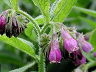 Symphytum Officinale - Fekete nadálytő kerti tavi növény