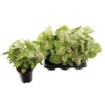 Syngonium WHITE BUTTERFLY