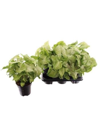 Syngonium WHITE BUTTERFLY