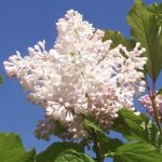 Syringa 'Agnes Smith' - Kanadai orgona