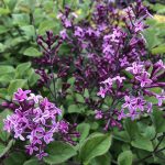 Syringa 'Bloomerang Dark Purple'® -
