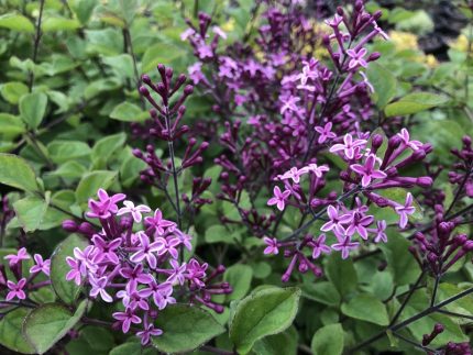 Syringa 'Bloomerang Dark Purple'® -