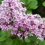 Syringa 'Red Pixie' - Törpe rózsaszín orgona