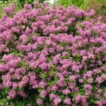 Syringa meyeri 'Lillifee'® -