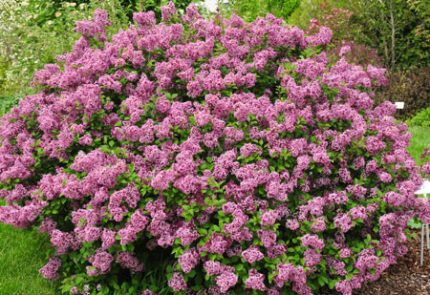 Syringa meyeri 'Lillifee'® -