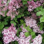 Syringa meyeri 'Palibin' - Lila virágú törpeorgona