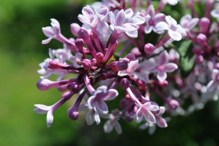 Syringa microphylla 'Superba' -