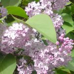 Syringa vulgaris - Közönséges orgona