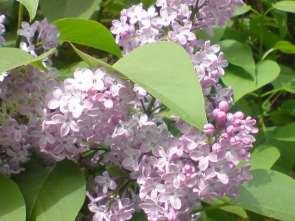 Syringa vulgaris - Közönséges orgona