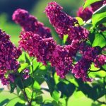 Syringa vulgaris 'Andenken an Ludwig Spath' - Bíborlila