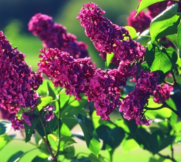 Syringa vulgaris 'Andenken an Ludwig Spath' - Bíborlila