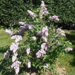 Syringa vulgaris 'Belle de Nancy' -