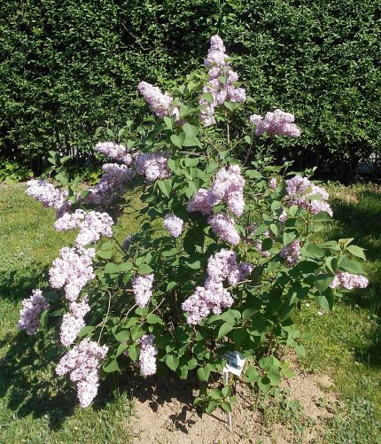 Syringa vulgaris 'Belle de Nancy' -