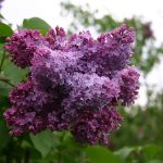 Syringa vulgaris 'Congo' -
