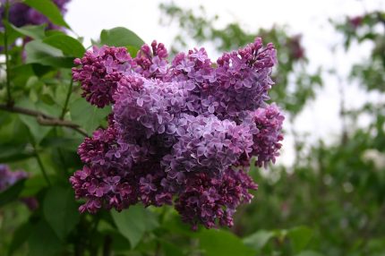 Syringa vulgaris 'Congo' -