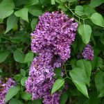 Syringa vulgaris 'General Pershing' - Világoslila