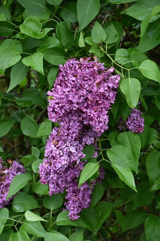 Syringa_vulgaris_General_Pershing_-_Vilagoslila_telt_viragu_orgona Syringa vulgaris 'General Pershing' - Világoslila