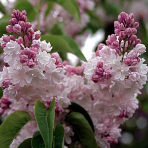 Syringa_vulgaris_Krassavica_Moskvy_-_Feher-rozsaszin_telt_viragu_orgona_ Syringa vulgaris 'Krassavica Moskvy' - Fehér-rózsaszín