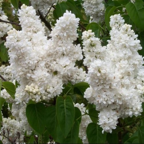Syringa_vulgaris_Mme._Lemoine_-_Feher_viragu_orgona Syringa vulgaris 'Mme. Lemoine' - Fehér virágú orgona