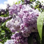 Syringa vulgaris 'Nadezhda' -