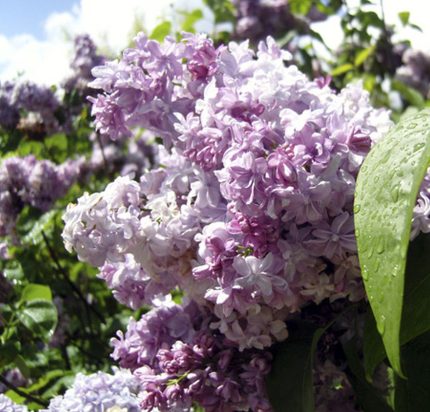 Syringa vulgaris 'Nadezhda' -