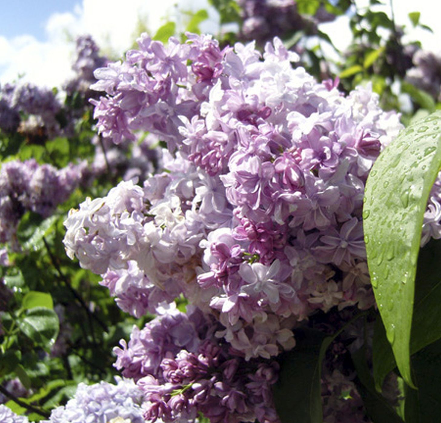 Syringa_vulgaris_Nadezhda_-_ Syringa vulgaris 'Nadezhda' -
