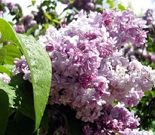 Syringa_vulgaris_Nadezhda_–_Kozonseges_orgona Syringa vulgaris 'Michel Buchner' – Közönséges orgona