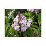Syringa vulgaris 'Niebo Moskwy' -