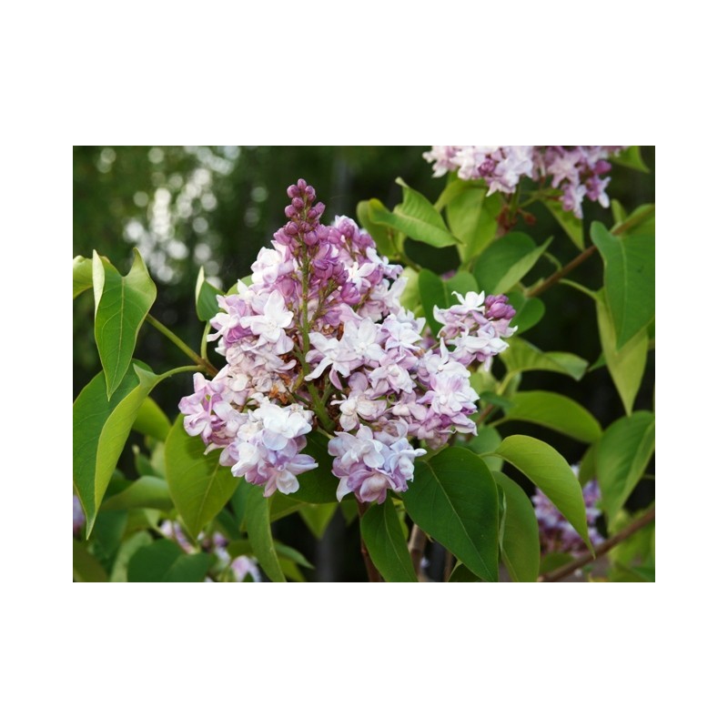 Syringa_vulgaris_Niebo_Moskwy_-_ Syringa vulgaris 'Niebo Moskwy' -